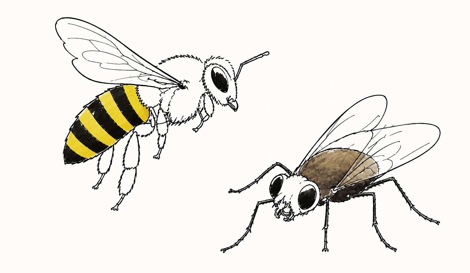 L’ape e la mosca: pensiero convergente e divergente